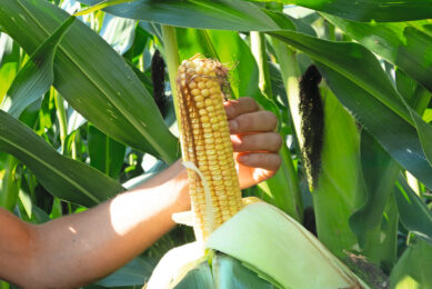 Despite advances in testing and mitigation, mycotoxins remain a widespread and complex challenge. Photo: Michiel Eberwijn