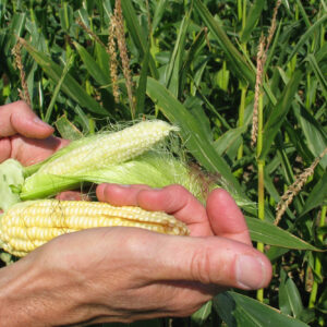 Sharp decline in French corn area sparks alarm