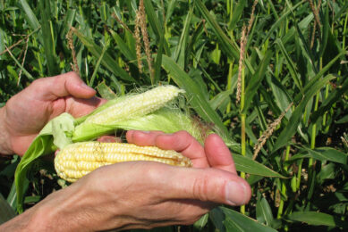 Sharp decline in French corn area sparks alarm