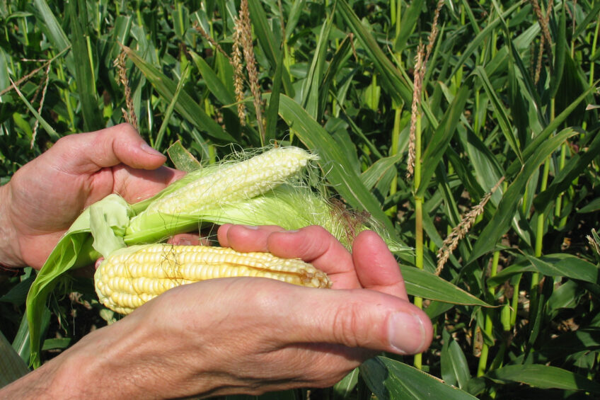 Sharp decline in French corn area sparks alarm