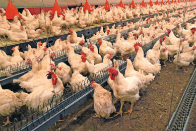 Feeding broiler breeders twice a day during the rearing phase can improve BW uniformity, while feeding twice a day during the laying phase can enhance reproductive performance. Photo: Bert Jansen