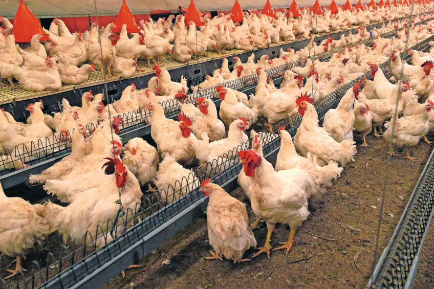 Feeding broiler breeders twice a day during the rearing phase can improve BW uniformity, while feeding twice a day during the laying phase can enhance reproductive performance. Photo: Bert Jansen