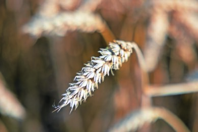 Drought and market shifts impact US wheat prices and crop quality