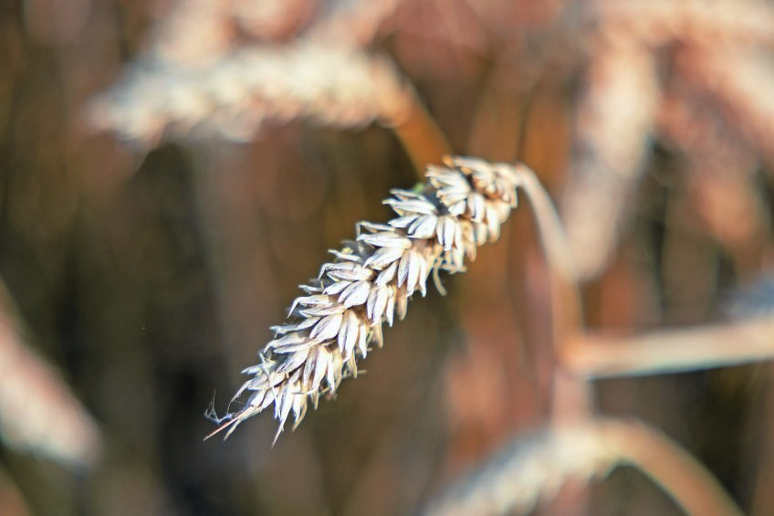 Drought and market shifts impact US wheat prices and crop quality