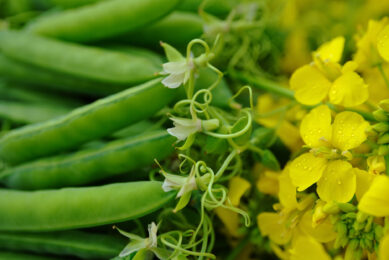 Sustainable broiler feed: Field peas and canola vs. soybean meal