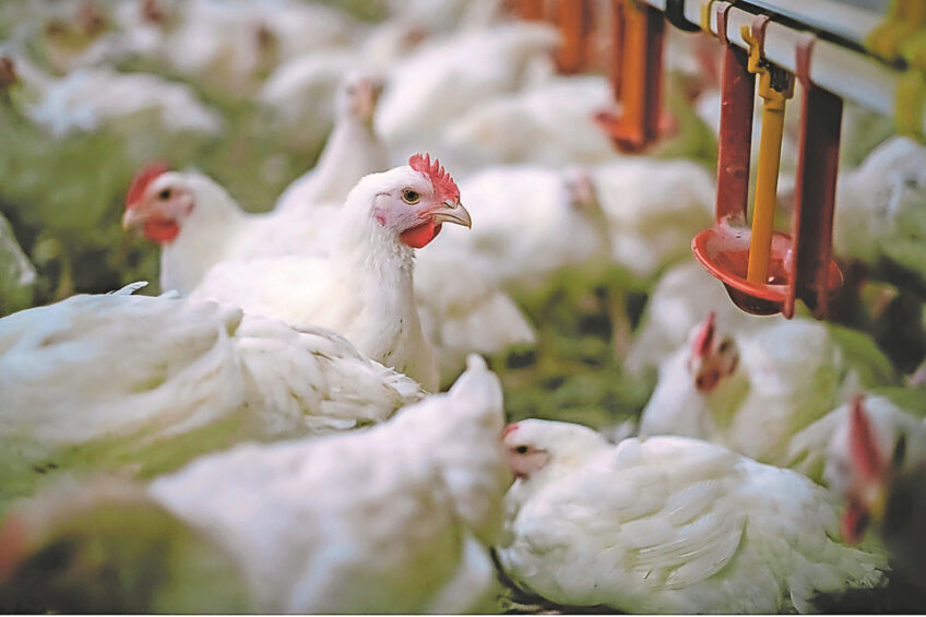 Marine polysaccharides may offer a natural strategy to reduce necrotic enteritis in broiler chickens, supporting gut health and improving poultry welfare. Photo: Olmix