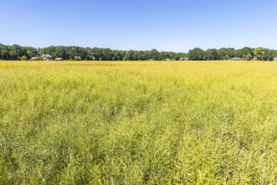 War drives rapeseed prices to new highs