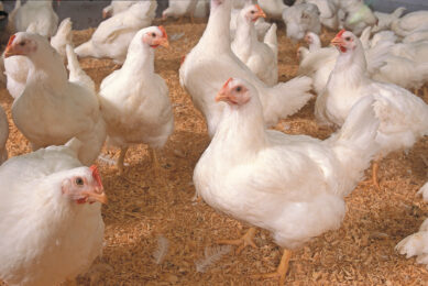 Findings from a study indicated that combining butyrate and yeast with broiler diets resulted in significant improvements, including increased weight gain, improved FCR, enhanced immune responses, and healthier digestive systems. Photo: Stephen Ausmus.