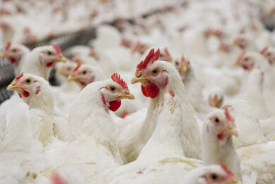 Innovative feed additives advance coccidiosis control in poultry