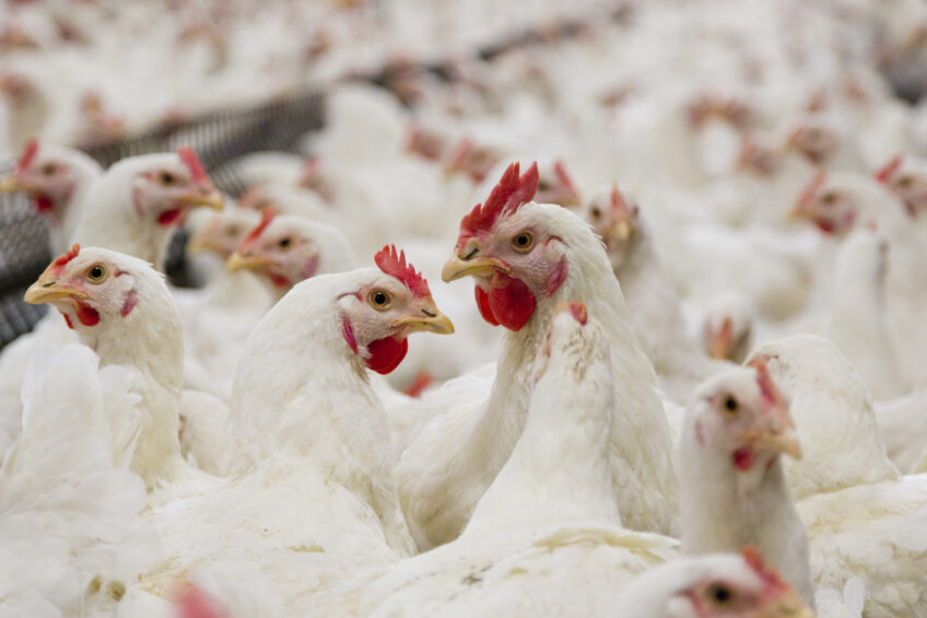 Innovative feed additives advance coccidiosis control in poultry