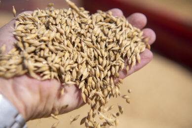 Global wheat and barley markets face lower yields, shifting demand