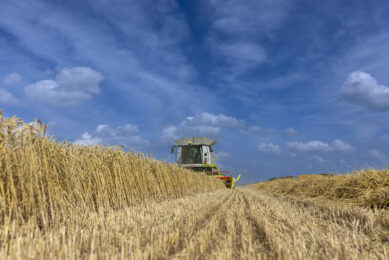 Wheat prices drop on strong euro and favourable global harvests