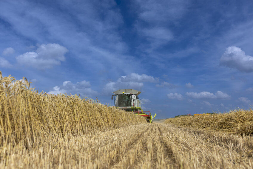 Wheat prices drop on strong euro and favourable global harvests
