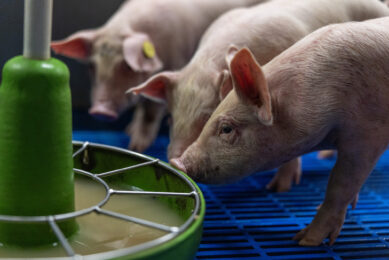 Early-life nutrition: The foundation of sustainable livestock performance