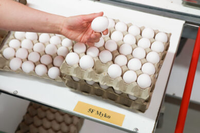 Soy-free eggs: Mycoprotein as a circular alternative